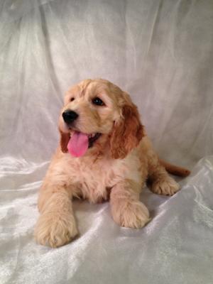 Female Standard Goldendoodle Puppy for Sale #3 Born Aug. 1st 2014.  Mixed Breed Puppies bred by Iowa's Best Breeders!